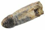 Rooted Fossil Alligatoroid (Brachychampsa) Tooth - Wyoming #357035-1